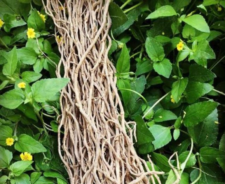 Chilcuague Spray: Ancestral Botanical Extract 15ml